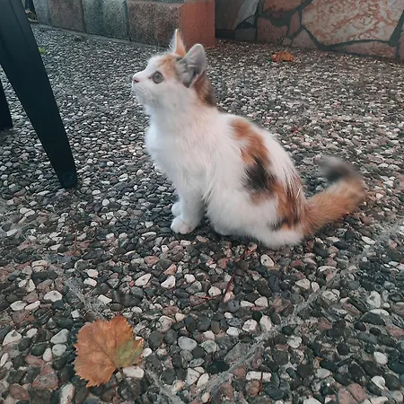 I Mori Gioiosi Villa *